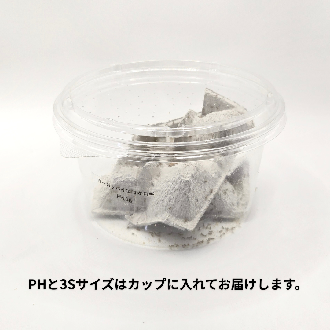 フタホシコオロギ PH 1g（約1,000匹）