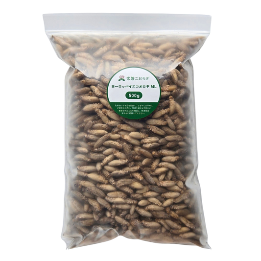 冷凍ヨーロッパイエコオロギ ML 500g（約1,100匹）