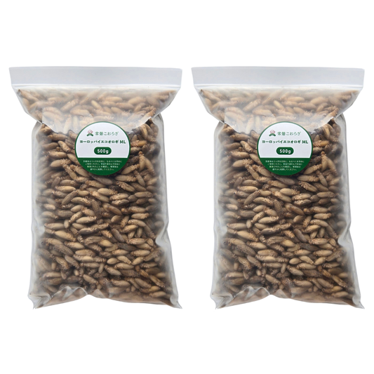 冷凍ヨーロッパイエコオロギ ML 500g×2（約2,200匹）
