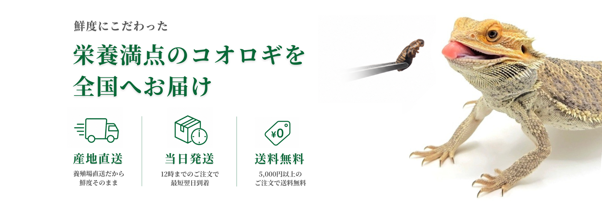 常磐こおろぎ