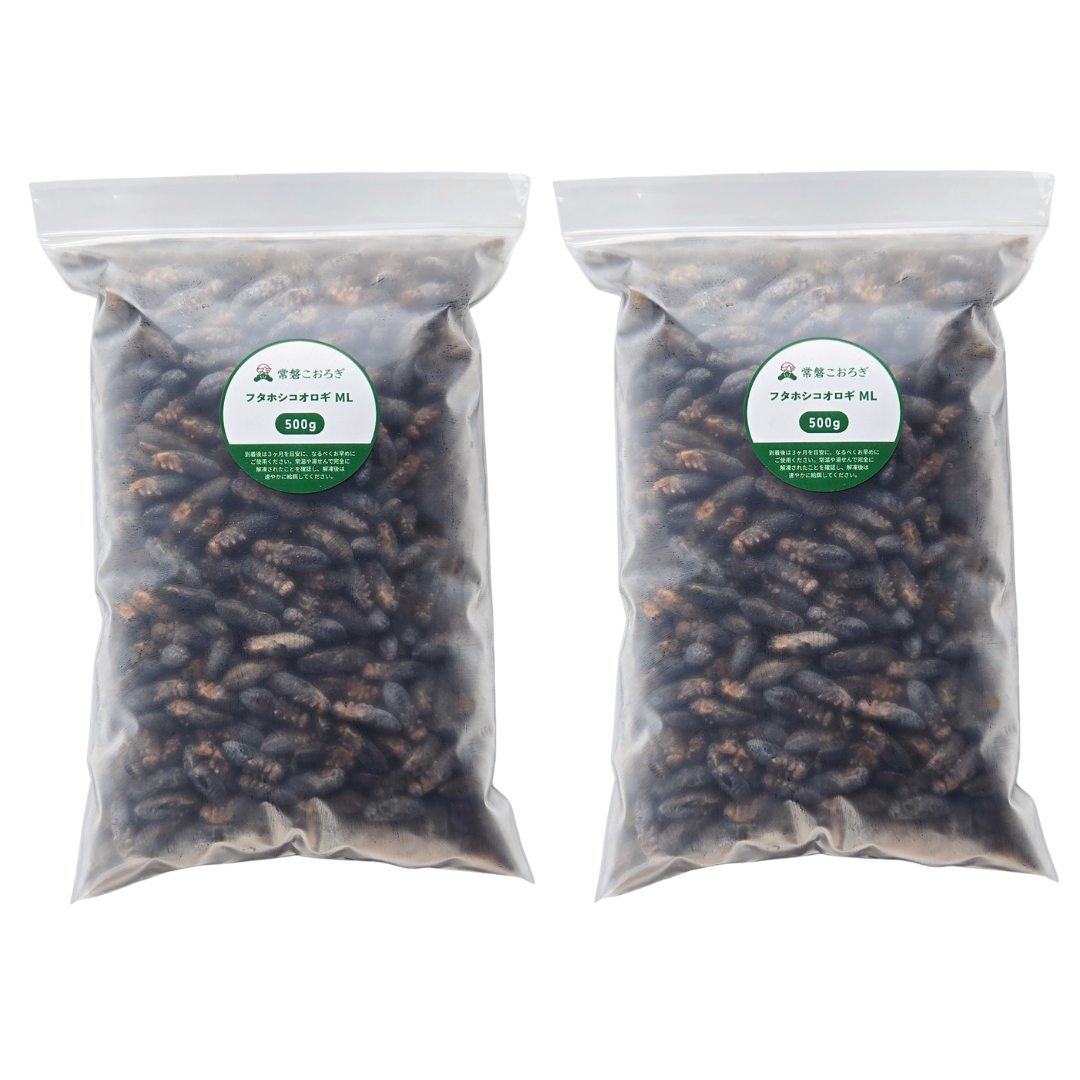 冷凍フタホシコオロギ ML 500g×2（約1,800匹）
