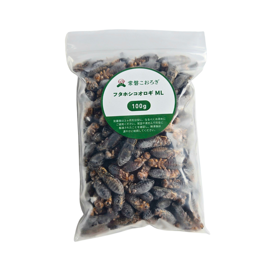 冷凍フタホシコオロギ ML 100g（約180匹）