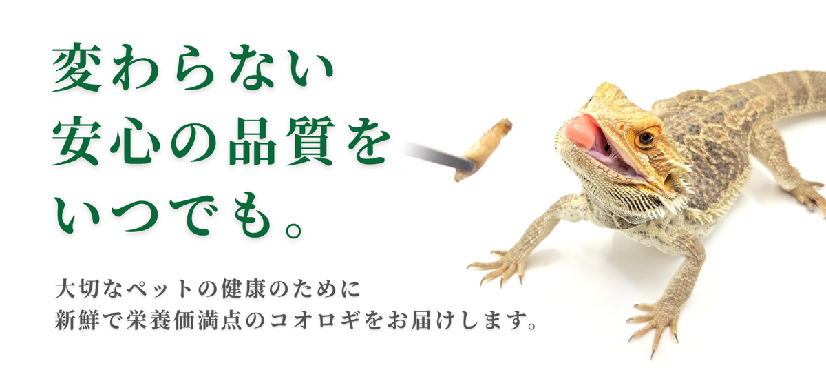 常磐こおろぎ